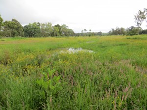 Monovale Vlei in Rainy Season